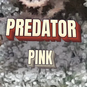 Predator Pink Cannabis Strain