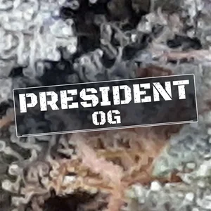 President OG Cannabis Strain