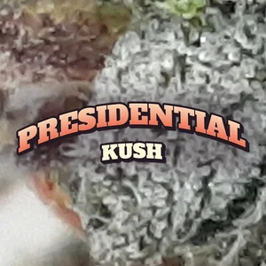 Presidential Kush Cannabis Strain