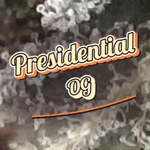 Presidential OG Cannabis Strain