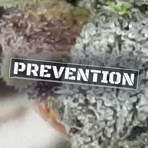 Prevention Cannabis Strain