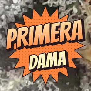 Primera Dama Cannabis Strain
