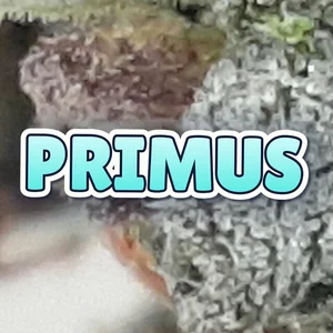 Primus Cannabis Strain