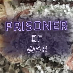 Prisoner of War Cannabis Strain