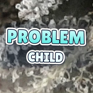 Problem Child Cannabis Strain