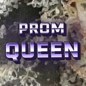 Prom Queen Cannabis Strain