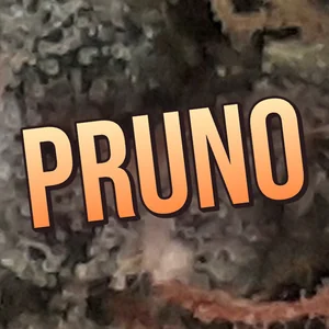 Pruno Cannabis Strain