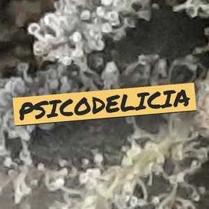 Psicodelicia Cannabis Strain