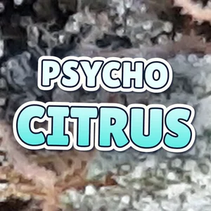 Psycho Citrus Cannabis Strain