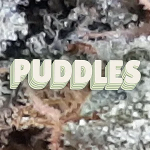 Puddles Cannabis Strain