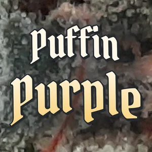 Puffin Purple Cannabis Strain