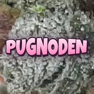 Pugnoden Cannabis Strain