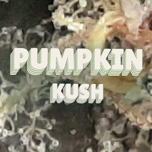 Pumpkin Kush Cannabis Strain