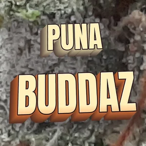 Puna Buddaz Cannabis Strain