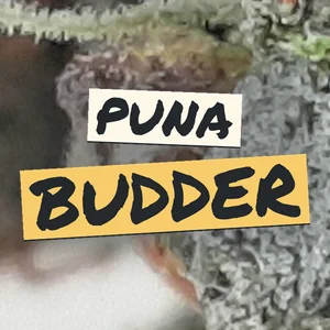 Puna Budder Cannabis Strain