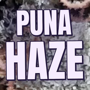 Puna Haze Cannabis Strain