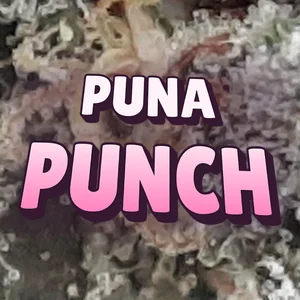Puna Punch Cannabis Strain