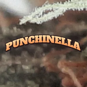 Punchinella Cannabis Strain