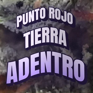 Punto Rojo Tierra Adentro Cannabis Strain