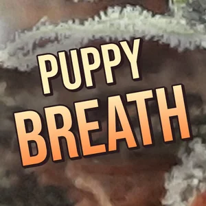 Puppy Breath Cannabis Strain