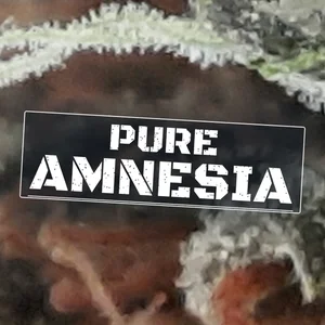 Pure Amnesia Cannabis Strain