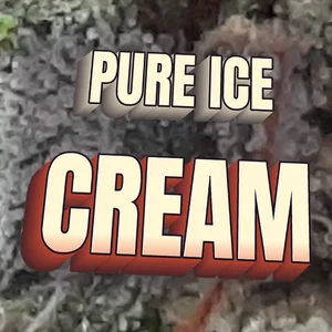 Pure Ice Cream Cannabis Strain