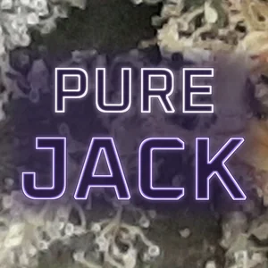 Pure Jack Cannabis Strain