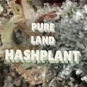 Pure Land Hashplant Cannabis Strain