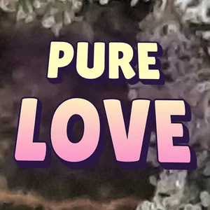 Pure Love Cannabis Strain