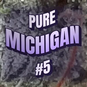 Pure Michigan #5 Cannabis Strain
