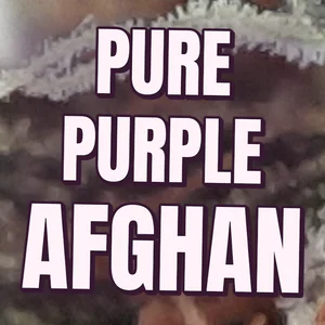 Pure Purple Afghan Cannabis Strain