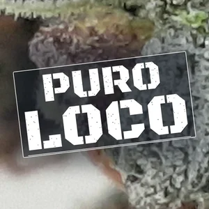 Puro Loco Cannabis Strain