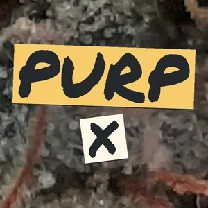 Purp X Cannabis Strain