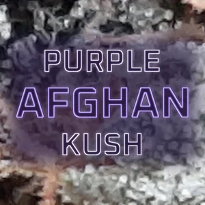 Purple Afghan Kush Cannabis Strain