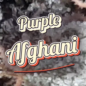 Purple Afghani Cannabis Strain