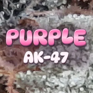 Purple AK-47 Cannabis Strain