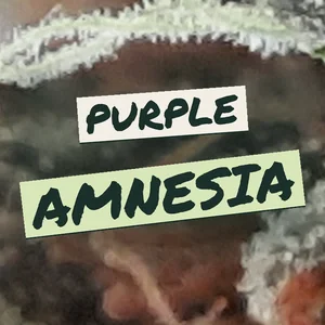 Purple Amnesia Cannabis Strain