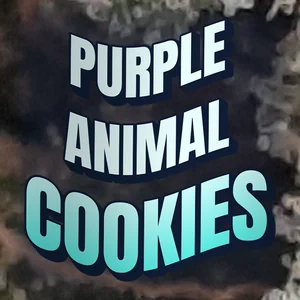 Purple Animal Cookies Cannabis Strain