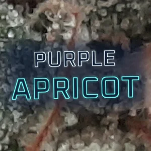Purple Apricot Cannabis Strain