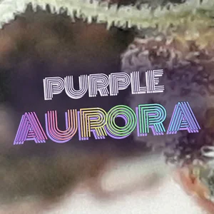 Purple Aurora Cannabis Strain