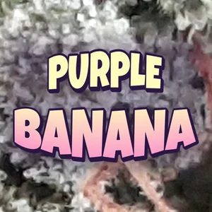 Purple Banana Cannabis Strain