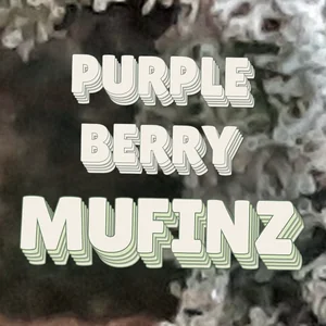 Purple Berry Mufinz Cannabis Strain