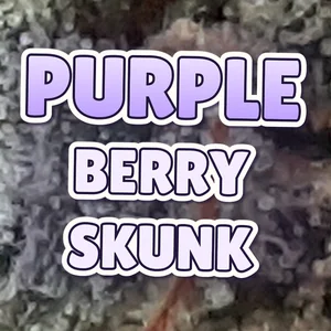 Purple Berry Skunk Cannabis Strain