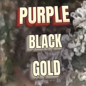 Purple Black Gold Cannabis Strain
