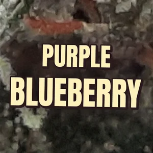 Purple Blueberry Cannabis Strain