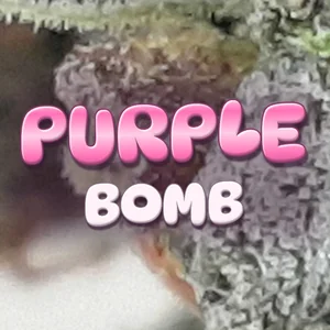 Purple Bomb Cannabis Strain