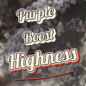 Purple Boost Highness Cannabis Strain