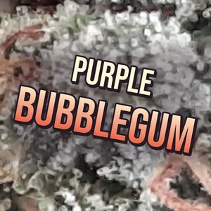 Purple Bubblegum Cannabis Strain