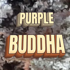 Purple Buddha Cannabis Strain