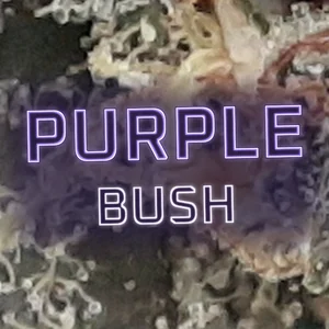 Purple Bush Cannabis Strain